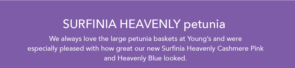SURFINIA HEAVENLY petunias