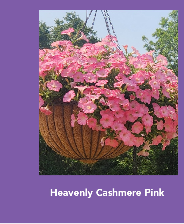 SURFINIA® Heavenly Cashmere Pink