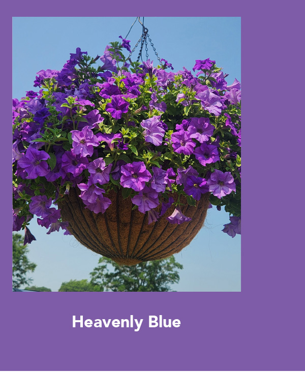 SURFINIA® Heavenly Blue