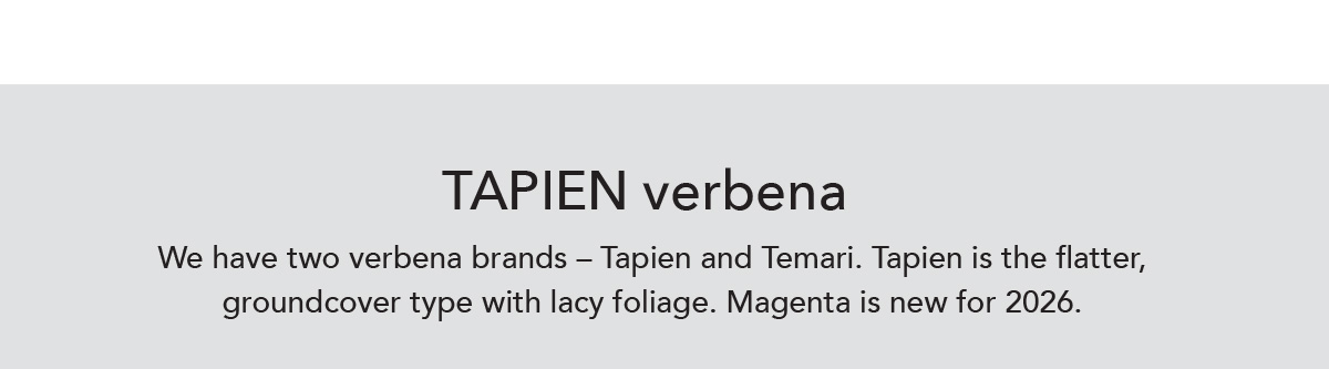 TAPIEN verbena