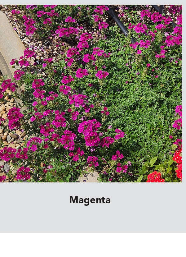 TAPIEN® Magenta
