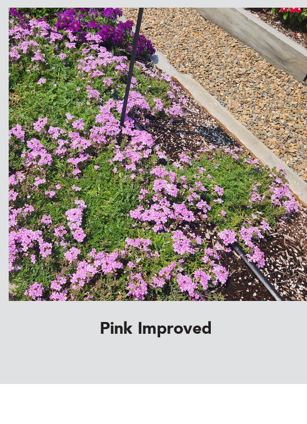 TAPIEN® Pink Improved