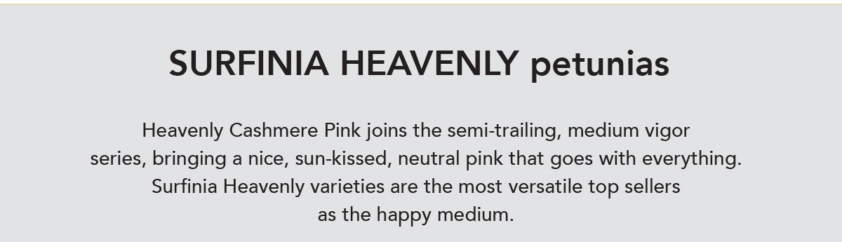 Surfinia Heavanly Series
