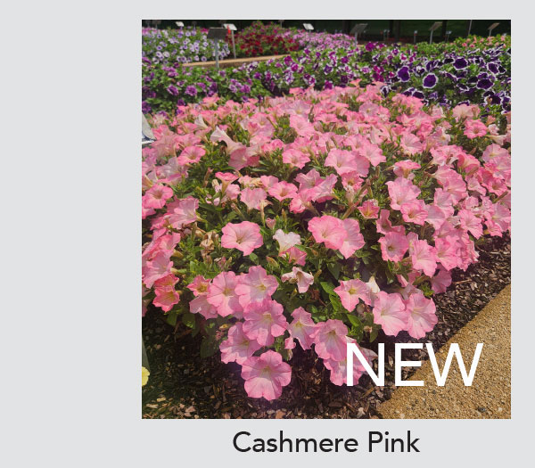 Cashmere Pink