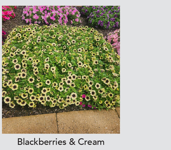 Blackberries and Cream