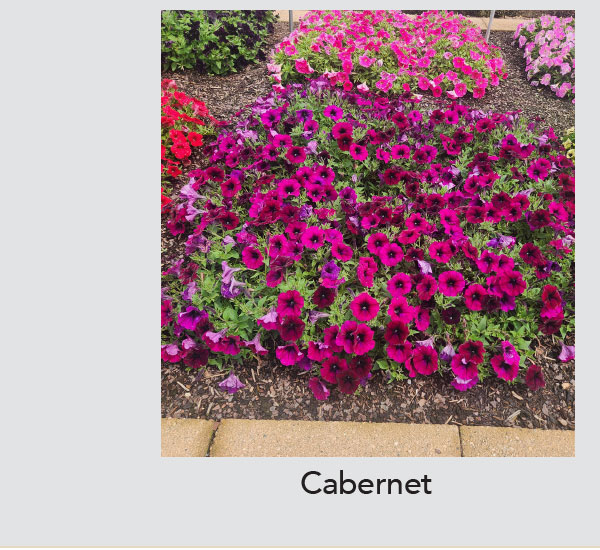 Cabernet
