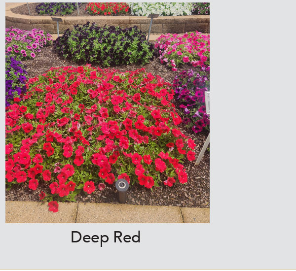 Deep Red