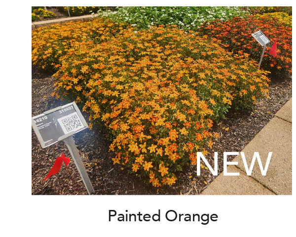NEW BEEDANCE® Painted Orange