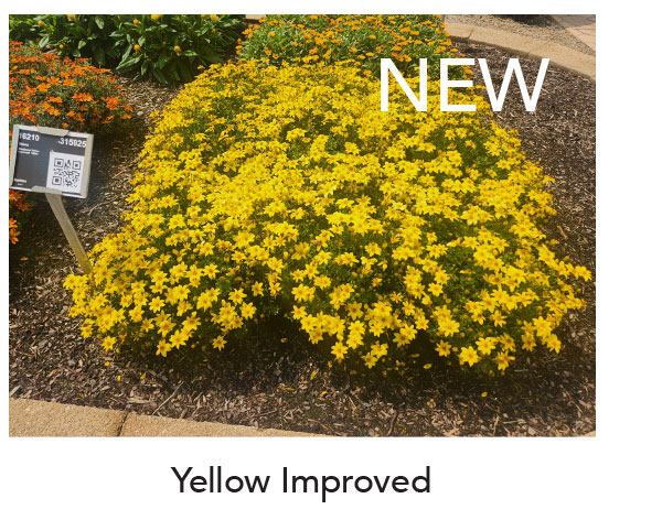 NEW BEEDANCE® Yellow Improved