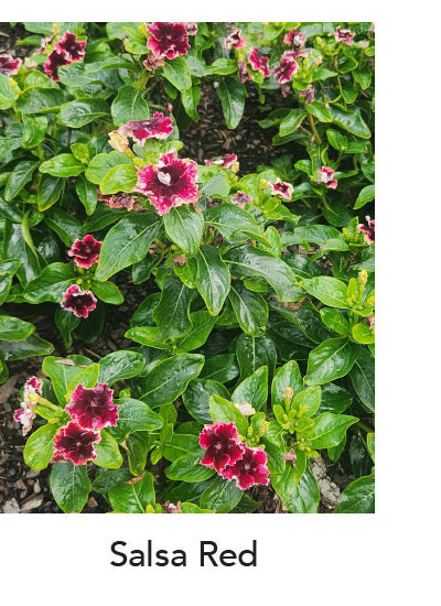 Salsa Red