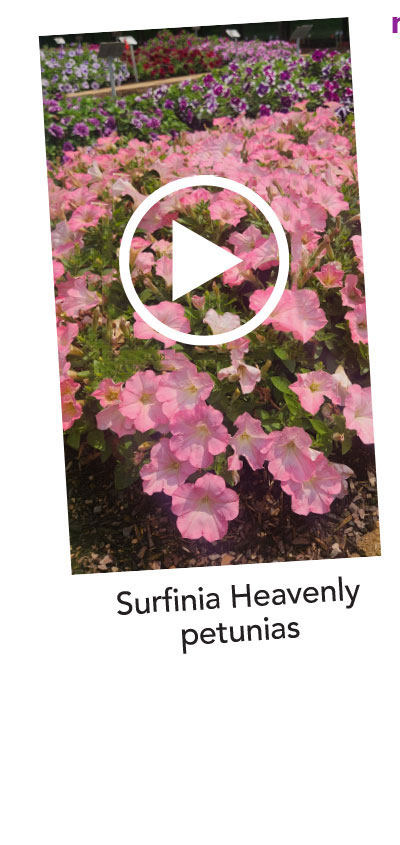Watch Surfinia Hevenly petunia video