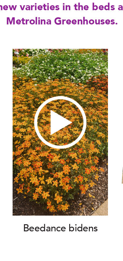 Watch Beedance Bidens video