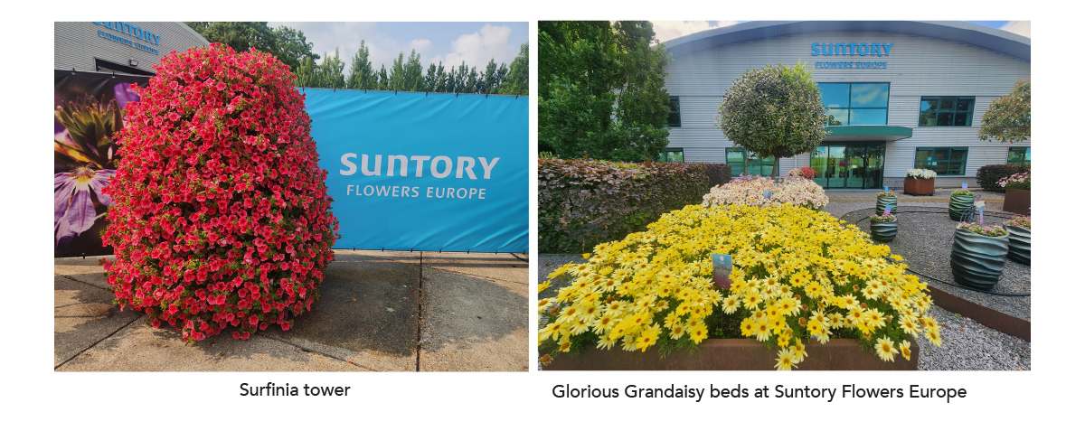 Glorious Grandaisy beds at Suntory Flowers Europe