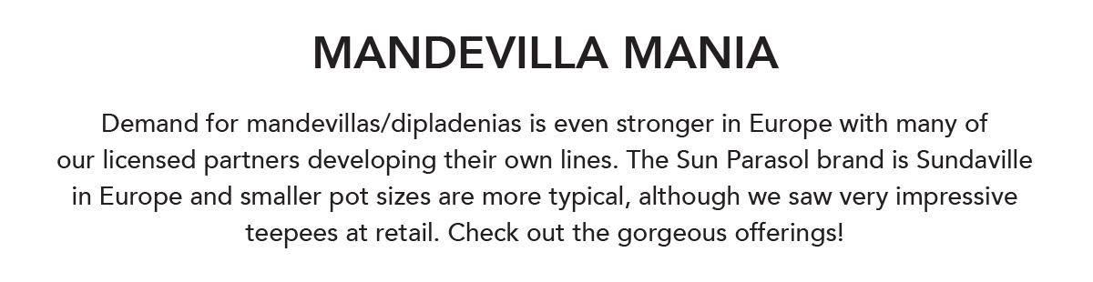 Mandevilla Mania