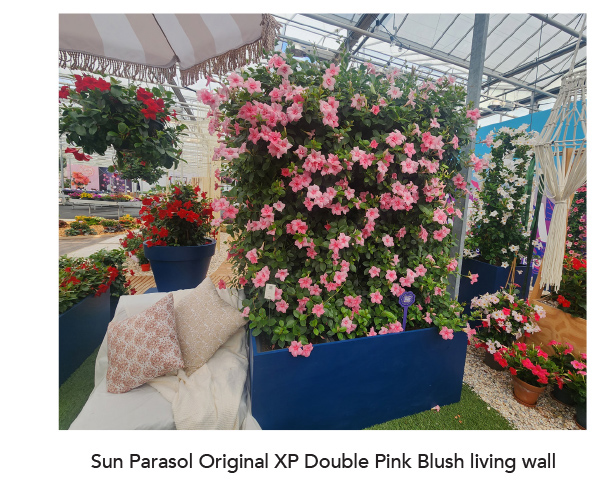 SUN PARASOL® ORIGINAL XP Double Pink Blush living wall