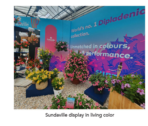 Sundaville® Mandevilla hybrids display in living color