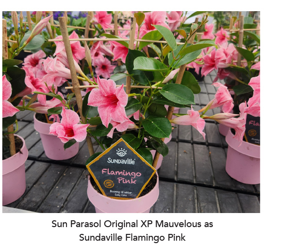 SUN PARASOL® ORIGINAL XP Mauvelous as Sundaville Flamingo Pink