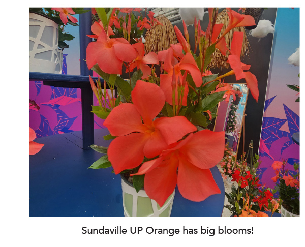 Sundaville® UP orange has big blooms!