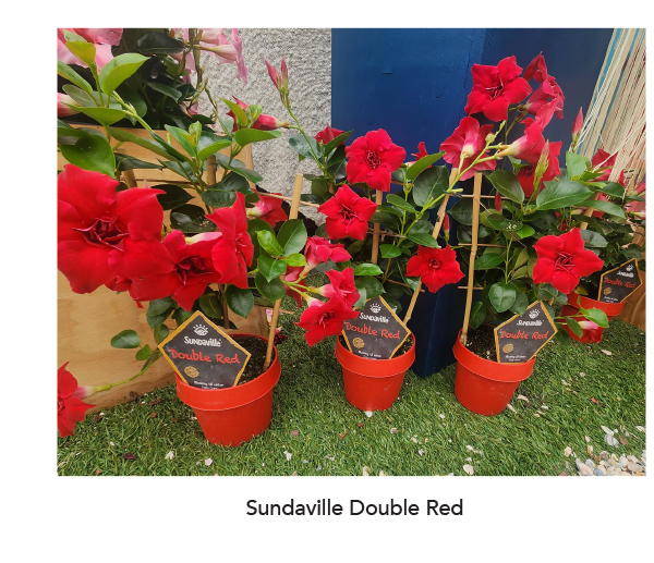 Sundaville Double Red