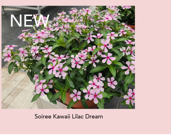 NEW  SOIREE KAWAII® Lilac Dream