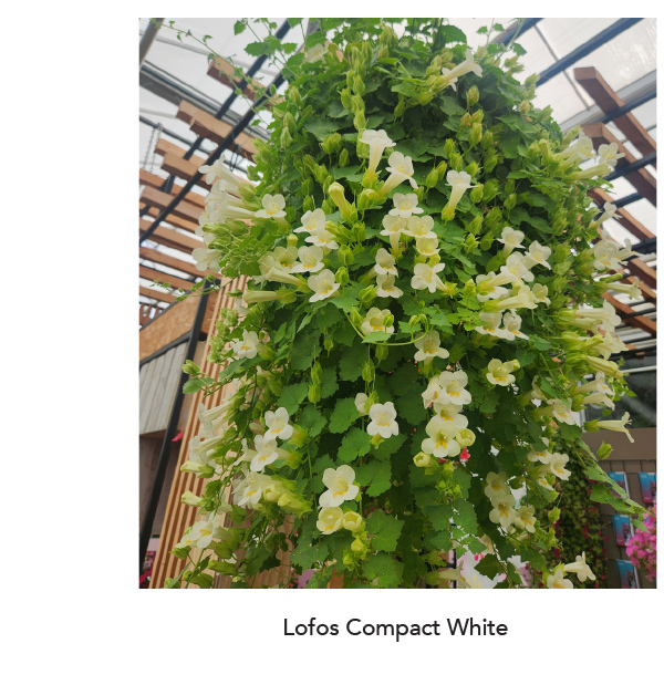 LOFOS® COMPACT White