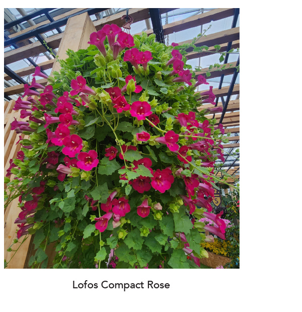 LOFOS® COMPACT Rose