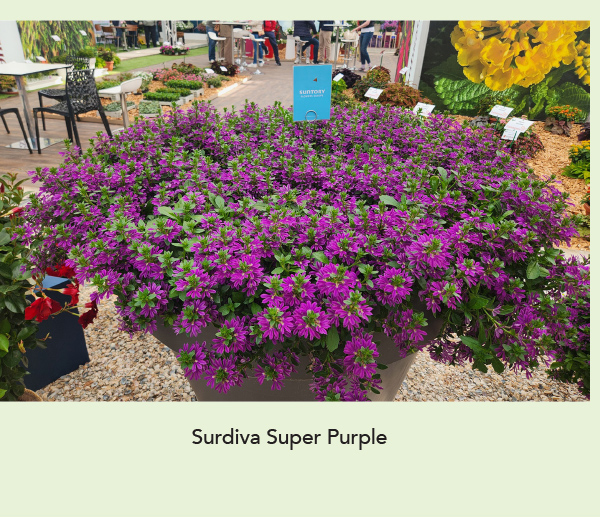 Surdiva® Super Purple