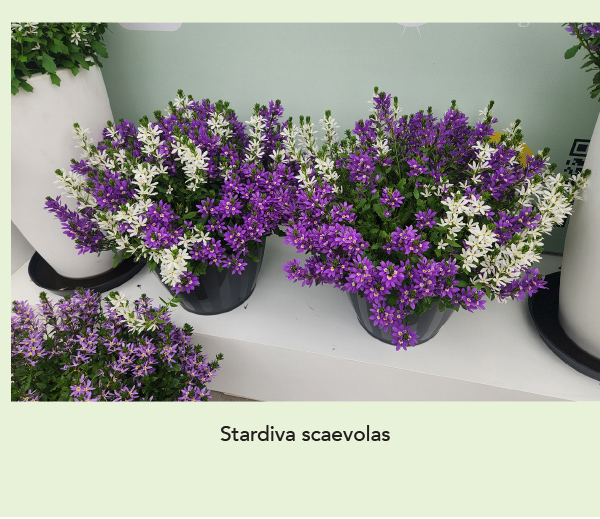 Stardiva scaevolas