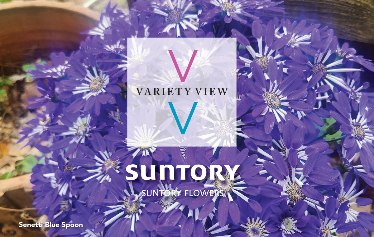 SENETTI® Blue Spoon