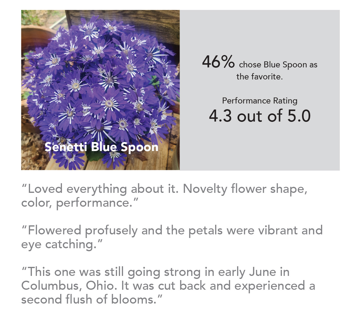 Blue Spoon
