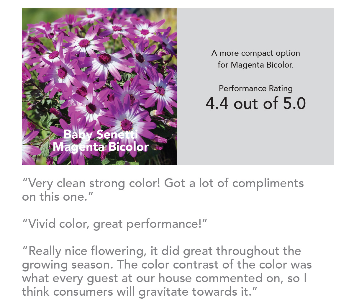 SENETTI® BABY Magenta