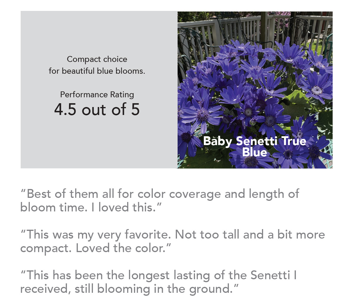 BABY SENETTI® True Blue