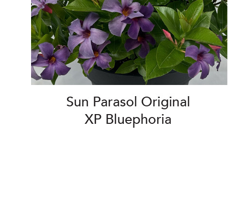 Bluephoria