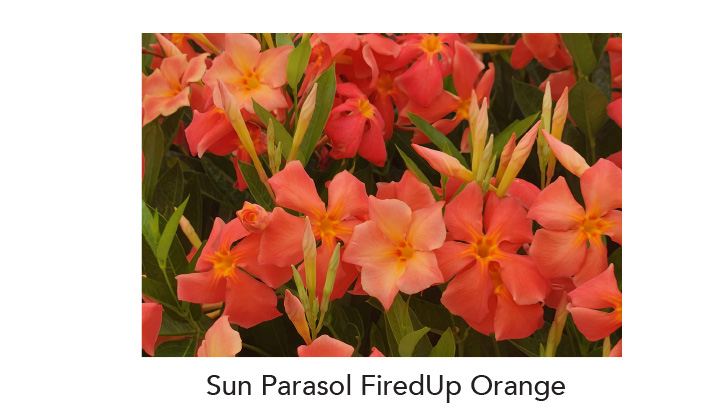 SUN PARASOL FIREDUP Orange
