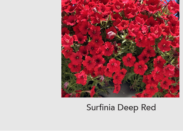SURFINIA Deep Red