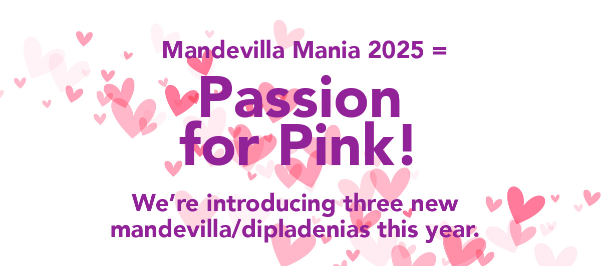 Mandevilla Mania