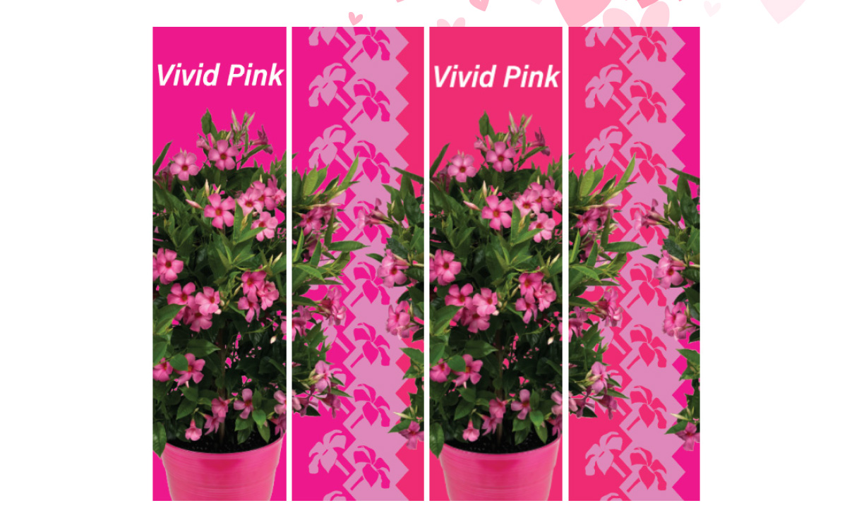 Vivid pink