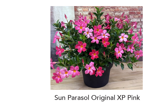 New! SUN PARASOL® ORIGINAL XP Pink