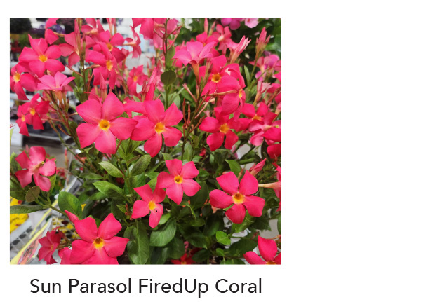 New! SUN PARASOL® FIREDUP™ Coral