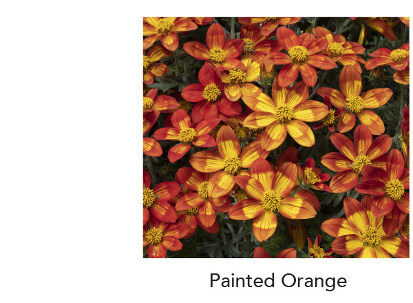 BEEDANCE® Painted Orange