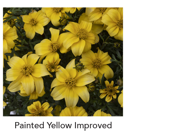 BEEDANCE® Yellow Improved