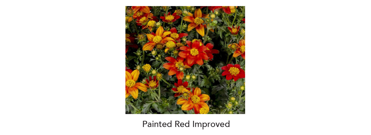 BEEDANCE® Painted Red Improved