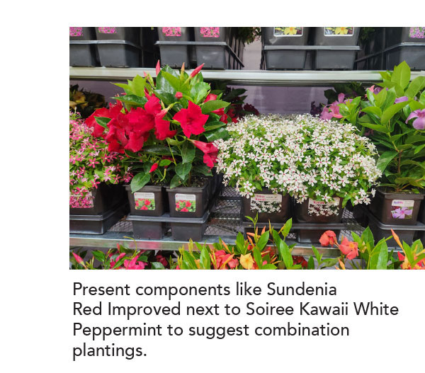 SUNDENIA Red Improved