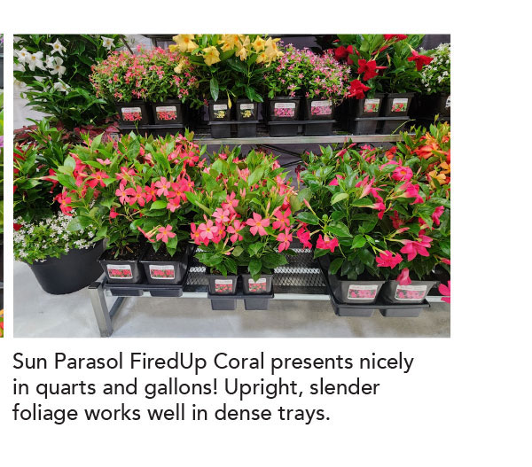 SUN PARASOL FIREDUP Coral