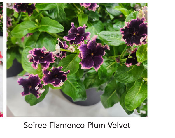 SOIREE® FLAMENCO Plum Velvet