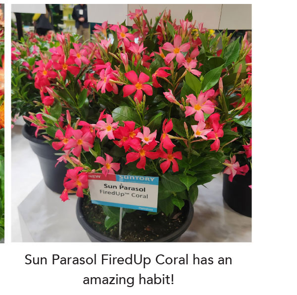 Sun Parasol FiredUp Coral has an amazing habit