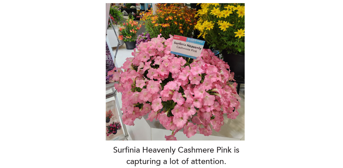 SURFINIA® Heavenly Cashmere Pink