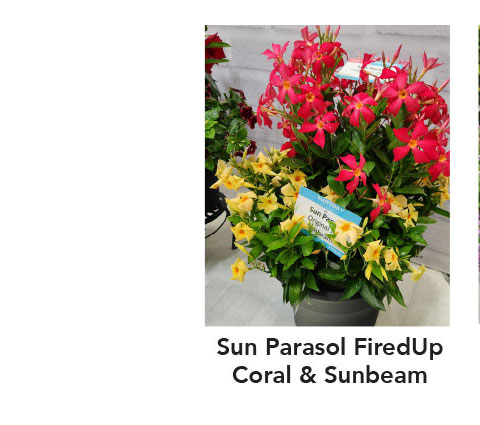 Sunbeam	SUN PARASOL® FIREDUP™ Coral 