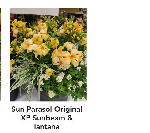Sun Parasol Original XP Sunbeam & lantana