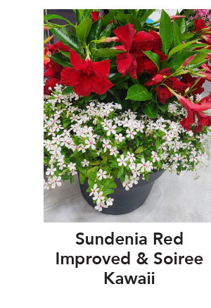 SUNDENIA® Red Improved
